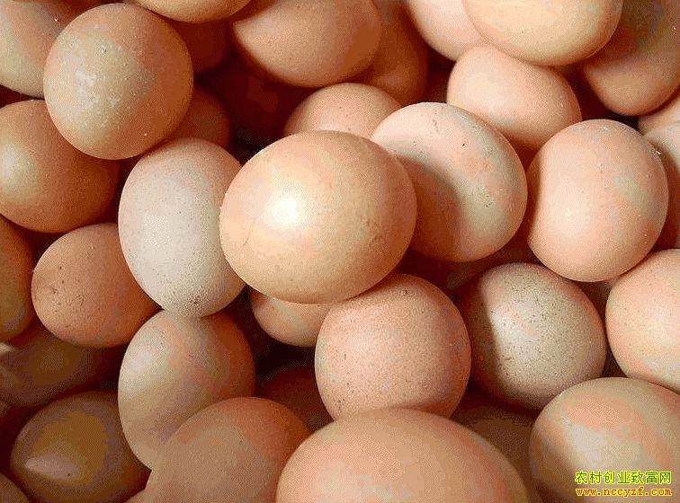 肇東雞蛋價格最新動態(tài)，跟隨自然腳步，重拾內(nèi)心寧靜與平和的探索之旅