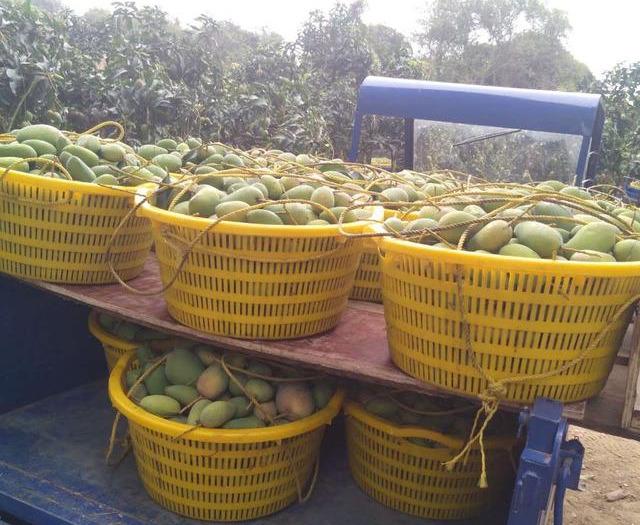 最新芒果品種揭秘，熱帶風(fēng)味的獨(dú)特魅力探索