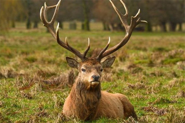 澳門四不像精準(zhǔn)一肖一碼,機制評估方案_WJF85.745用心版