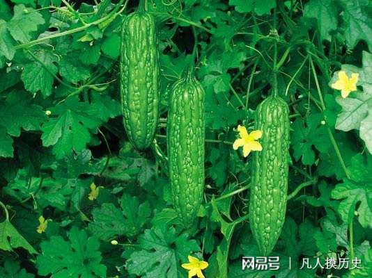苦瓜最新網(wǎng)站，探索自然美景，尋找內(nèi)心寧靜的輕松之旅