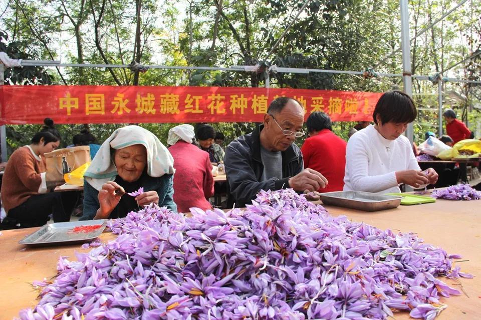 亳州白芷行情深度解析，市場(chǎng)走勢(shì)及行情概覽