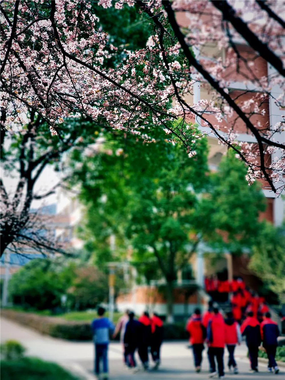 校園風(fēng)采新照，展現(xiàn)青春風(fēng)采的照片集錦
