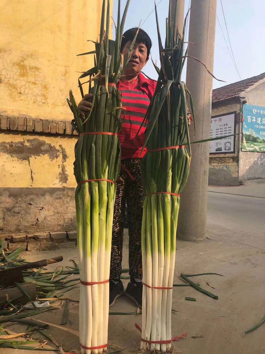 保定大蔥近期價格走勢，機遇與挑戰(zhàn)中的勵志力量