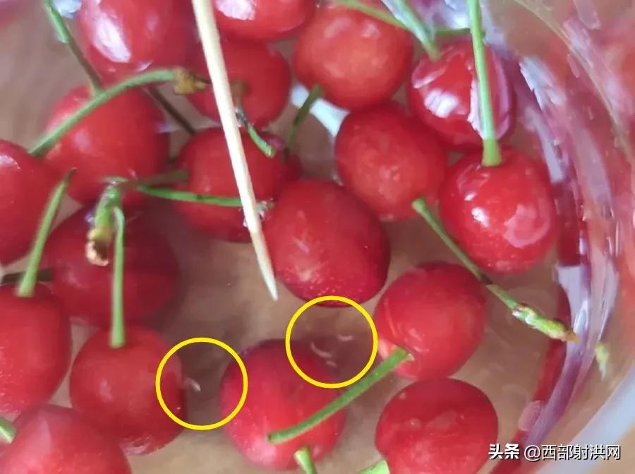 射洪上市公司，小巷深處的獨(dú)特風(fēng)味揭秘