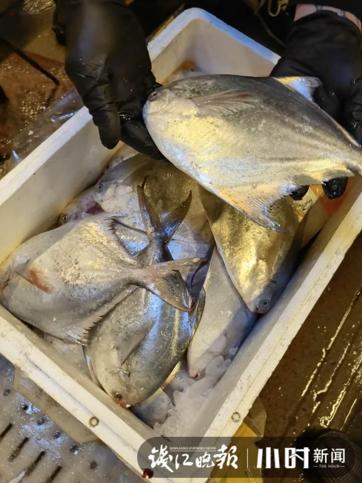 帶魚行情，一場海鮮盛宴的溫馨之旅