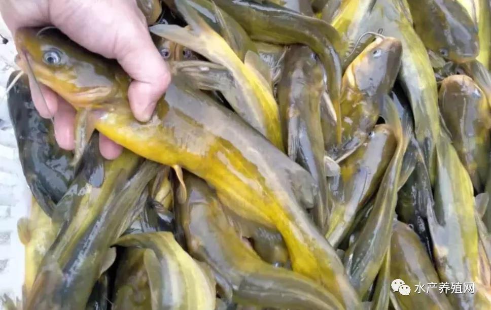 鮰魚價格變遷背后的故事，行情變化中的自信與成就感探尋