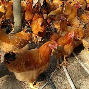 閹雞最新行情，巷弄深處的風(fēng)味秘境探索