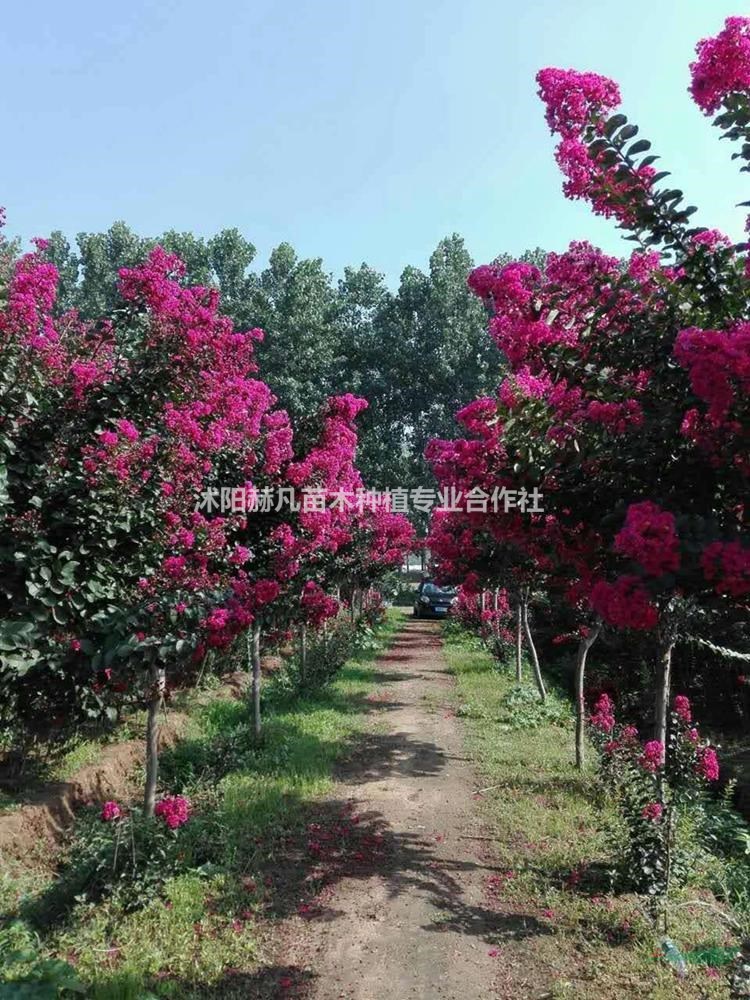 速生紫薇最新報(bào)價(jià)，開(kāi)啟自然美景的旅行邀請(qǐng)