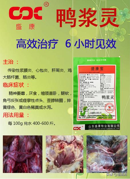 現(xiàn)在鴨苗行情詳解，選購(gòu)、養(yǎng)殖與盈利的全方位指南