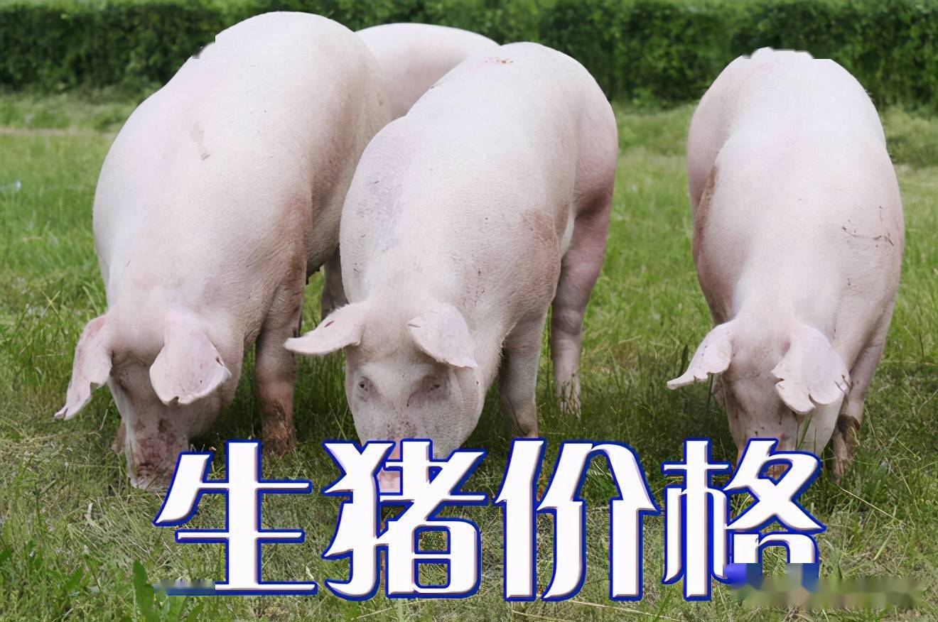 濰坊今日生豬價(jià)格探索，一場(chǎng)綠色之旅尋找內(nèi)心平靜