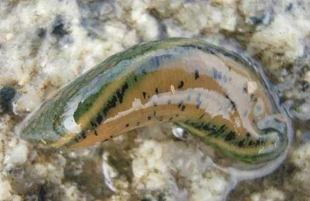 石斑魚孵化技術(shù)革新詳解，從入門到精通的孵化指南