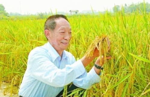 袁隆平最新科研進(jìn)展揭秘，突破性進(jìn)展引人矚目