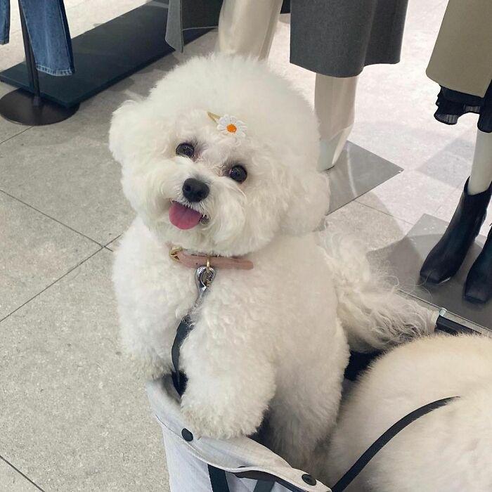 小巷中的寵物奇緣，比熊犬的價(jià)格探秘