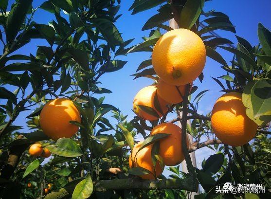 贛州上市公司，閃耀未來，共創(chuàng)繁榮時代！