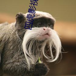 四虎影最新在線觀看，熱門影視的全新體驗