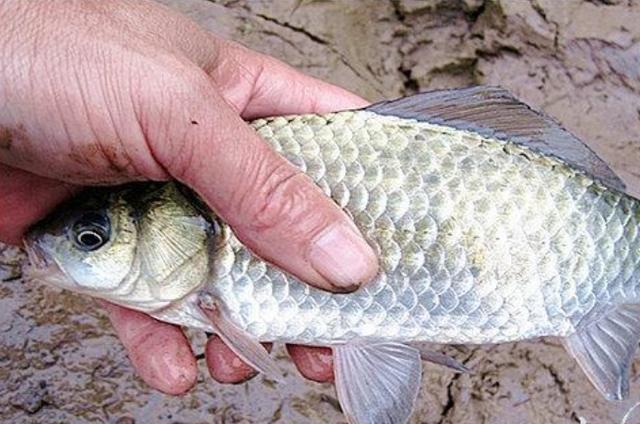 高科技智能魚探設備引領海洋探索新時代，最新魚訊速遞