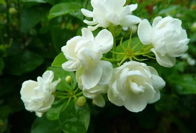 花香滿園最新章節(jié)獲取攻略，輕松閱讀新書章節(jié)的步驟