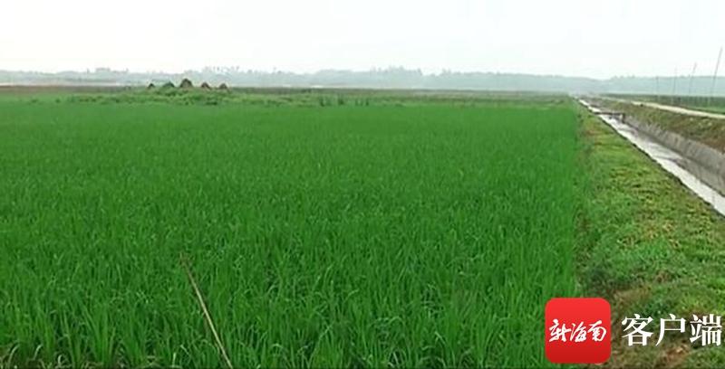 澄邁最新動態(tài)，自然美景探索之旅，尋覓內(nèi)心平和與寧靜的旅程