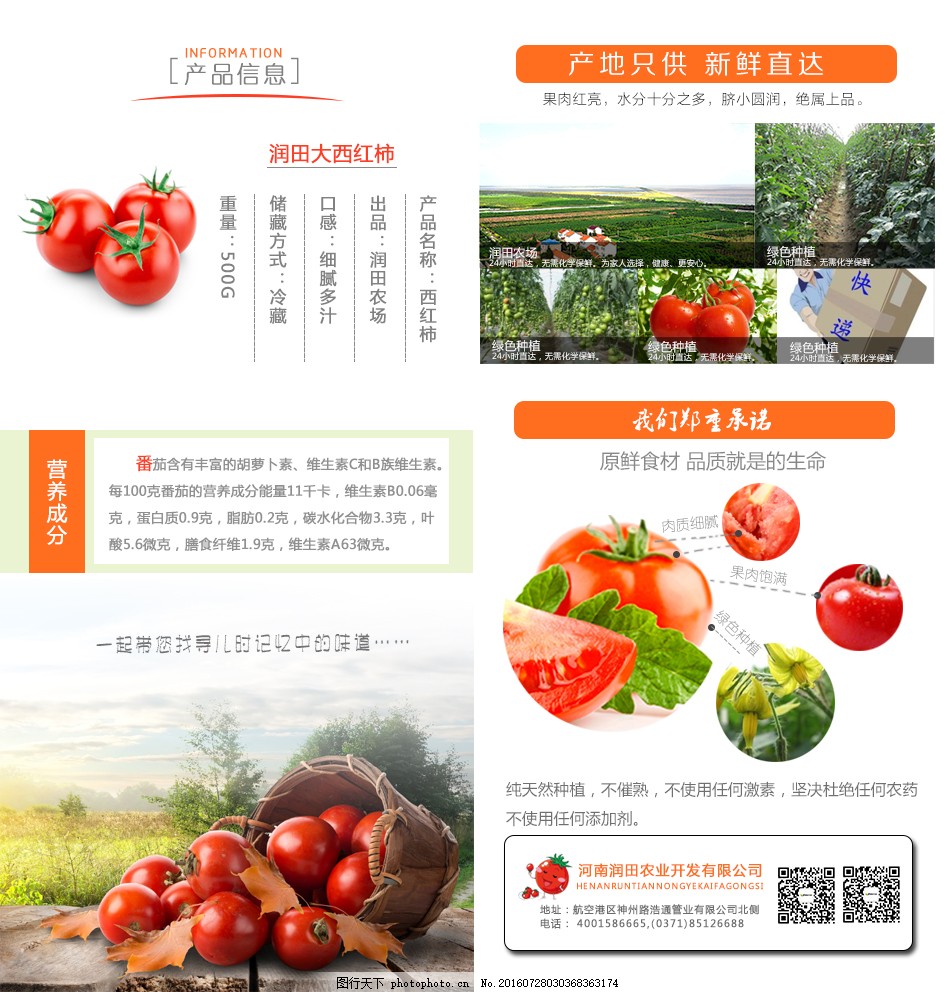 安徽西紅柿產(chǎn)地探秘，自然美景與鮮美西紅柿的邂逅之旅