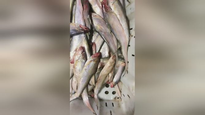 最新魚(yú)視頻，海洋生態(tài)與觀(guān)賞魚(yú)文化的精彩交融