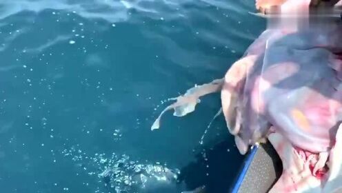 最新魚人流技術革命，高科技產(chǎn)品重塑未來生活體驗