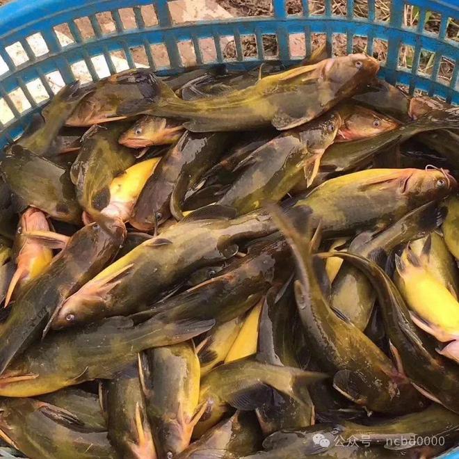 黃顙魚最新報(bào)價(jià)大全，專業(yè)指南與實(shí)時(shí)更新